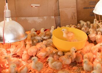 IHSG Sesi I 18 September 2026 Turun 0,35%, Sektor Poultry Jadi Perhatian
