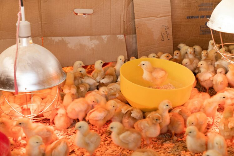 IHSG Sesi I 18 September 2026 Turun 0,35%, Sektor Poultry Jadi Perhatian